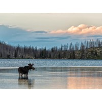 Moose - King of the Forest II