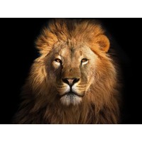 Lion - Out of the Dark