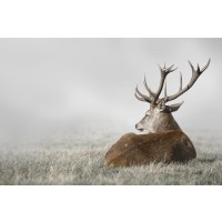 Caribou - Do Not Disturb
