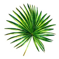 Tropical leaf