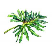 Tropical leaf