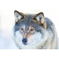 Wolf - Staring far Ahead