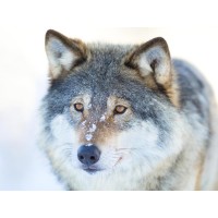 Wolf - Staring far Ahead
