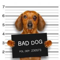 Pitou - Bad Dog II