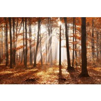 Theodor Climacus - Autumn Forest Sunset