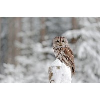 Owl - Good For You