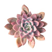 Succulent