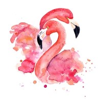 Flamingo love
