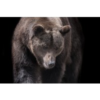 Bear - Busy Day