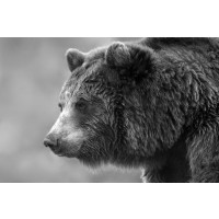 Bear - Winter Is Coming