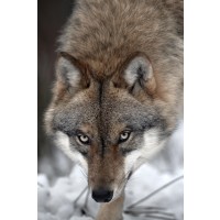 Wolf - Hungry Killing Machine