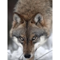 Wolf - Hungry Killing Machine