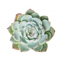 Succulent