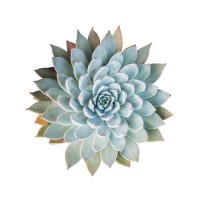 Succulent