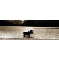 Moose - Lonely Bath