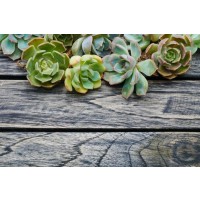 Succulents