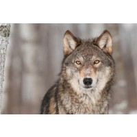 Wolf - Winter Forest