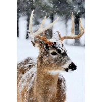 Deer - Virgina - Winter