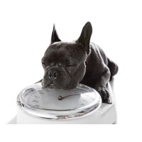 Pitou - Sleepy on the Scale