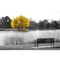Karina Zampini - Yellow Tree View From Bench