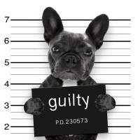 Pitou - Guilty