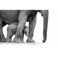 Elephant - Mother and Son