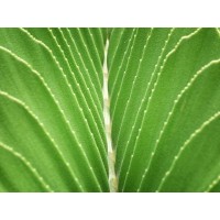 Tropical Leaf