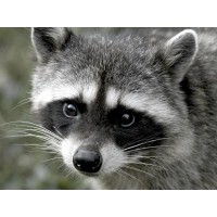Racoon - Looking At You