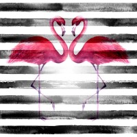 Flamingo love