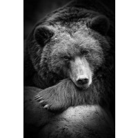 Bear - Anticipation