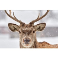Deer - Soft Snowstorm