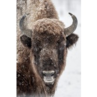 Bison - Lone and Peaceful II