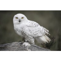Snowy Owl - Tracking The Pray