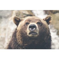 Bear - Just Woke Up