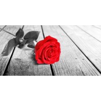 Rose Sanchez - Red Rose On The Jetty