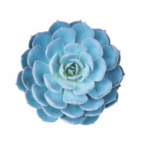 Succulent