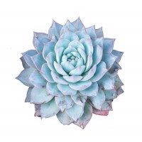 Succulent