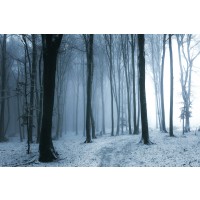 Romeo Delogu - Calm Winter Forest I