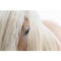 Horse - Don't make me angry