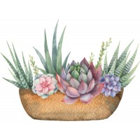 Succulents