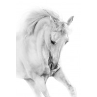 Horse - Running - First in Line