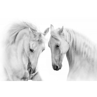 Horse - Nice Encounter