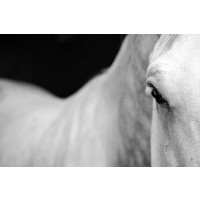 Horse - Mean Stare