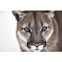 Cougar - Tracking The Pray