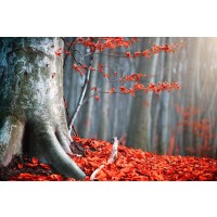 Melisende Perrin - Autumn Forest - Bloody Leaves I