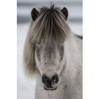 Horse - Cold Evening