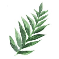 Tropical Leaf