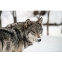 Wolf - Something on Your Nose