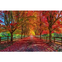 Bernardino Milano - Country Road - Take Me Home