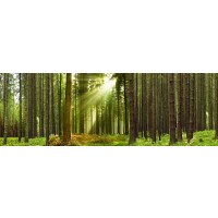 Romeo Delogu - Summer Sunrise In Forest I